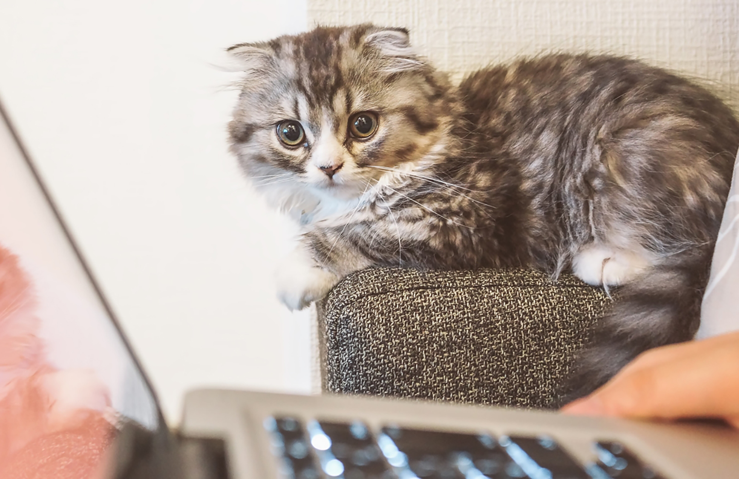 イケてるオンラインエディタでドヤ顔を…！