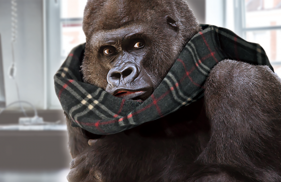 マウンテンゴリラでもわかる！CSSだけで作る背景パターン講座